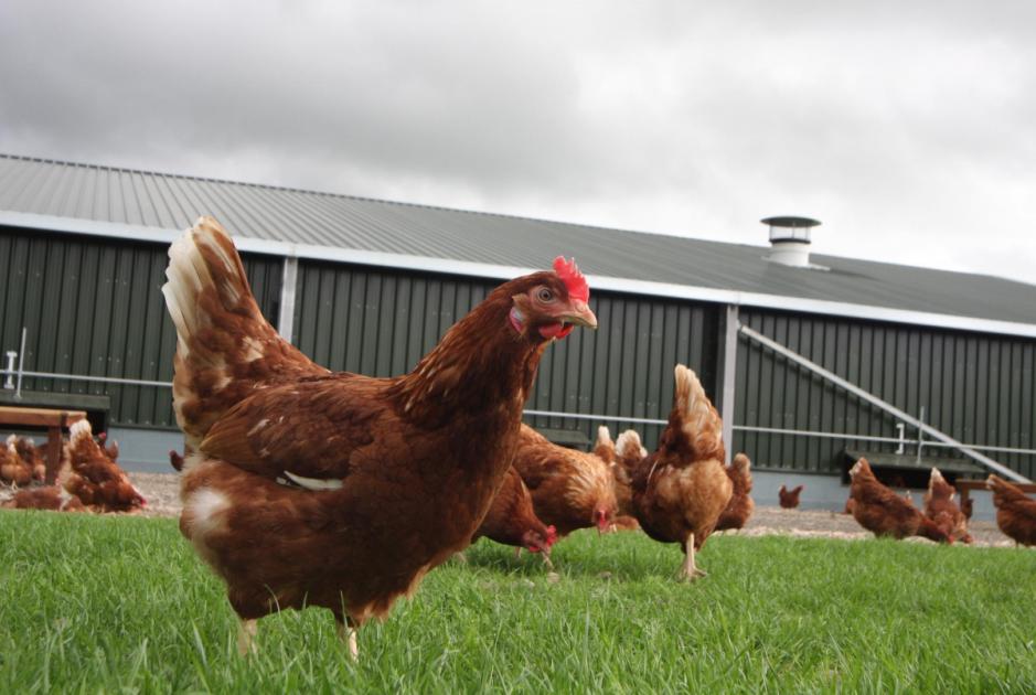 12 Powys chicken farms facing Welsh Government probes